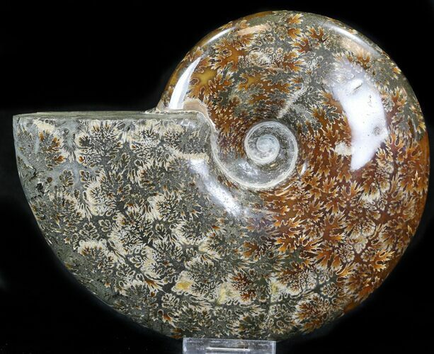 Cleoniceras Ammonite Fossil - Madagascar #32539